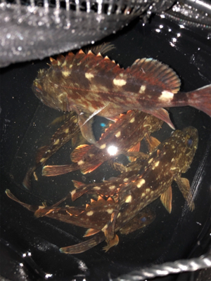 ロックフィッシュ