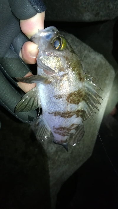 ナイトメバリング