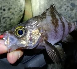 ナイトメバリング