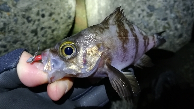 ナイトメバリング