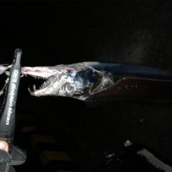 タチウオ無双。