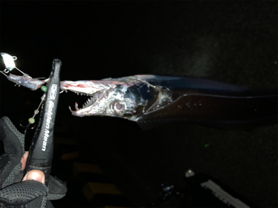 タチウオ無双。