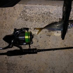 アジング  の旅