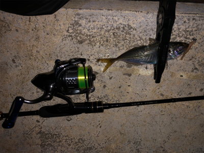 アジング  の旅