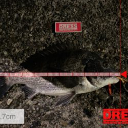 いいサイズの居着きマチヌ