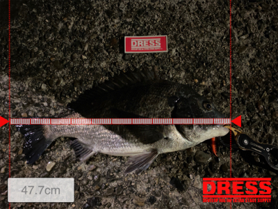 いいサイズの居着きマチヌ