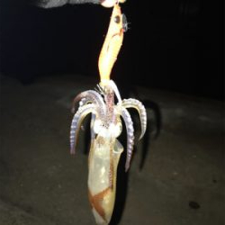 爆釣…と、思ったら渋いヒイカ釣り(＞＜)