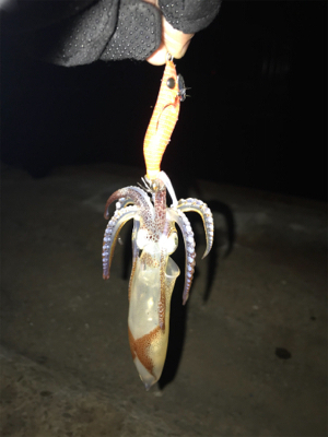 爆釣…と、思ったら渋いヒイカ釣り(＞＜)