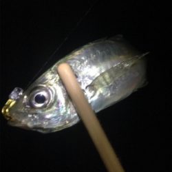 垂水漁港でアジング