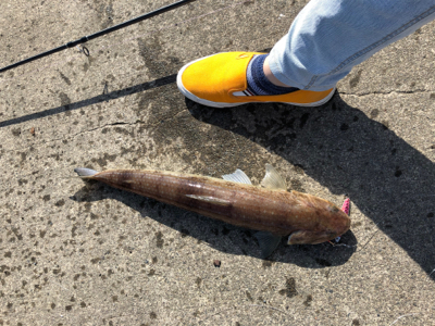 化物エソでやんす