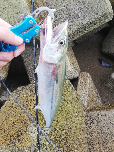 ショアジギング