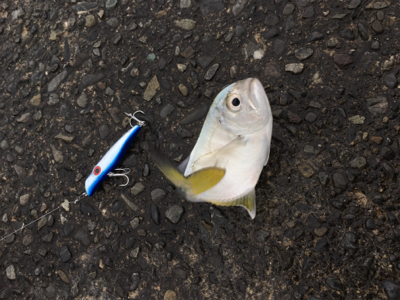 焼津港にもまだメッキ