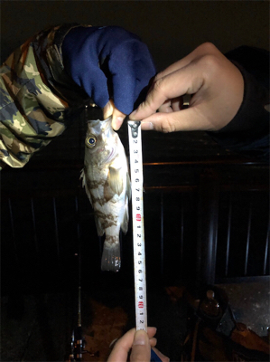 メバル・ガシラ釣果