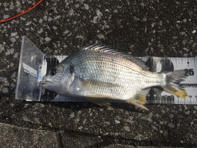 2020年初宮崎港 チヌ釣り