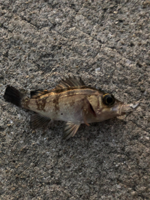 アジは終わり？