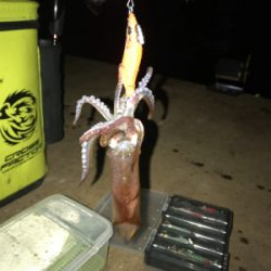 寒い中でのヒイカ釣り…渋すぎ(＞＜)