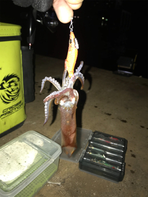 寒い中でのヒイカ釣り…渋すぎ(＞＜)