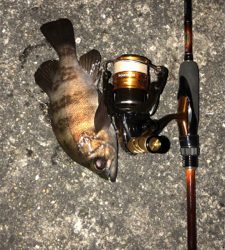 今年初のメバリング