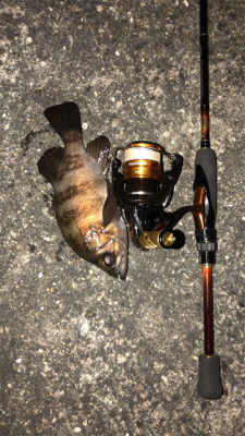 今年初のメバリング