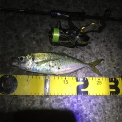 爆風ながら何とか中アジキャッチ