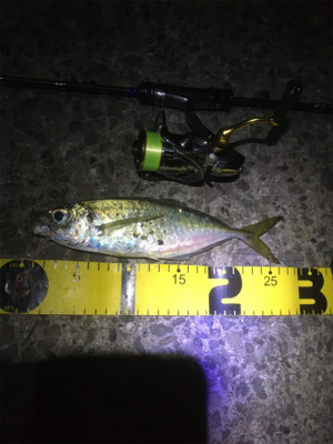 爆風ながら何とか中アジキャッチ