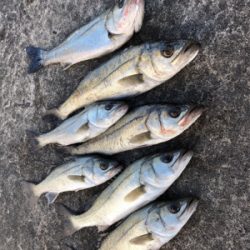 イワシの群れあり