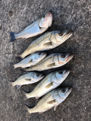 イワシの群れあり