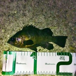 ライトワインドとメバリング