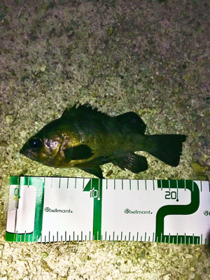 ライトワインドとメバリング