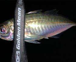 メバルがいない