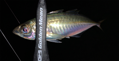 メバルがいない