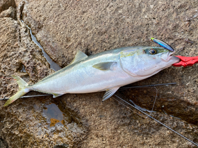 久しぶりの青物はメジロ