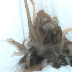 今年初のイイダコ