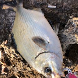 イズスミ狙い！