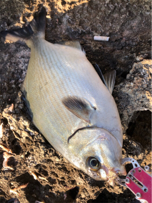 イズスミ狙い！