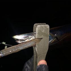 朝マヅメタチウオ！