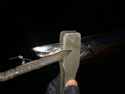 朝マヅメタチウオ！