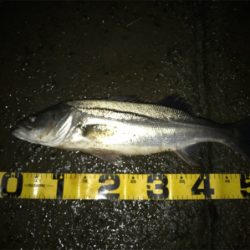 仕事帰りシーバス