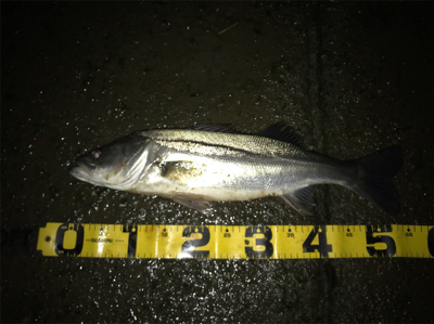 仕事帰りシーバス