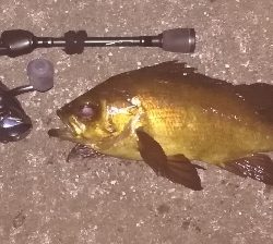 メバリング1840〜2047