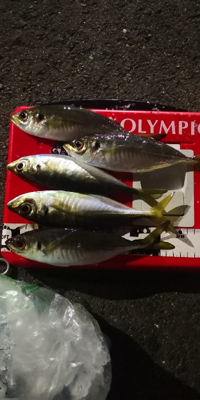 アジング練習 102