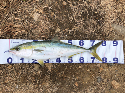 まさかのブリ！