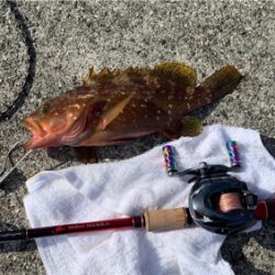 沖堤アコウ！！