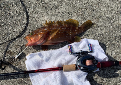 沖堤アコウ！！