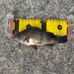 フカセでメバル・グレ