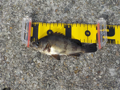 フカセでメバル・グレ