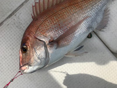 鯛ラバとスロージギング