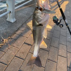 思いがけず初シーバス