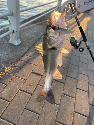 思いがけず初シーバス