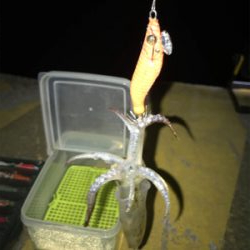 まだまだヒイカ釣り(^。^)